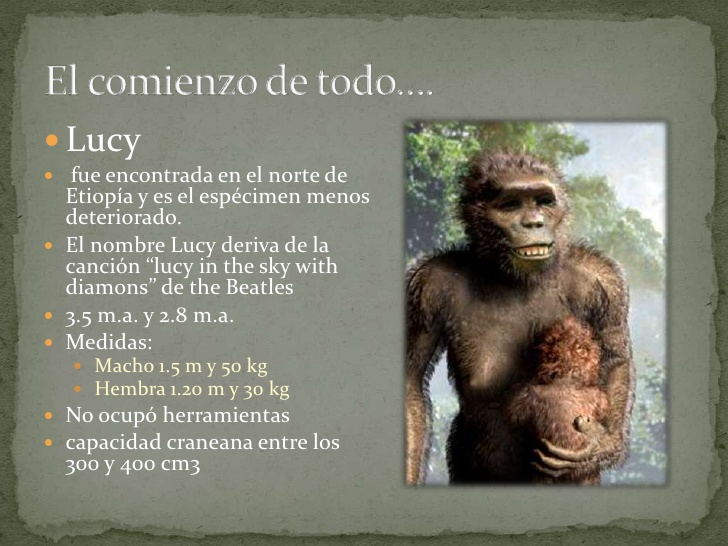 australopithecus afarensis 4 728